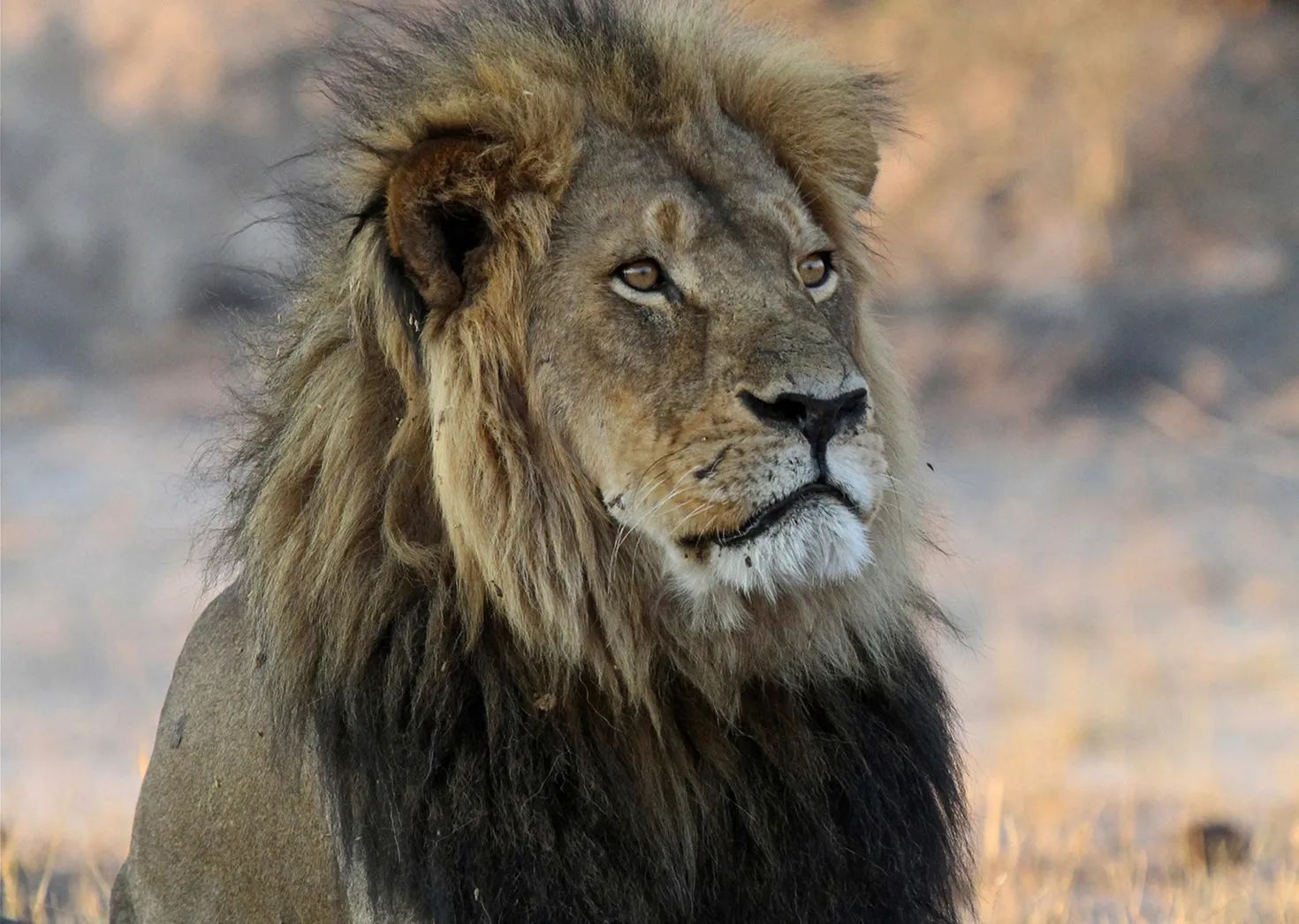Cecil the lion